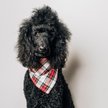 Show in main carousel: The Worthy Dog Stewart Tartan Red Dog Bandana, Small slide 2 of 4