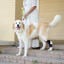 Balto Dog Hock Brace, XX-Small slide 2 of 9
