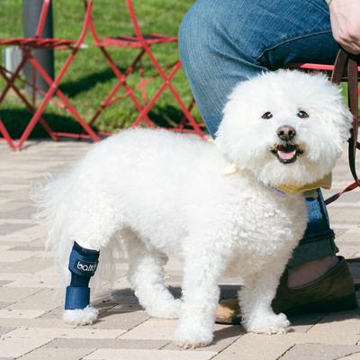 Show full view: Balto Dog Hock Brace, X-Small slide 10 of 11