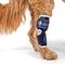 Show in main carousel: Balto Dog Hock Brace, X-Small slide 6 of 11