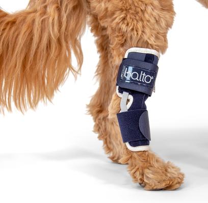 Show full view: Balto Dog Hock Brace, X-Small slide 6 of 11