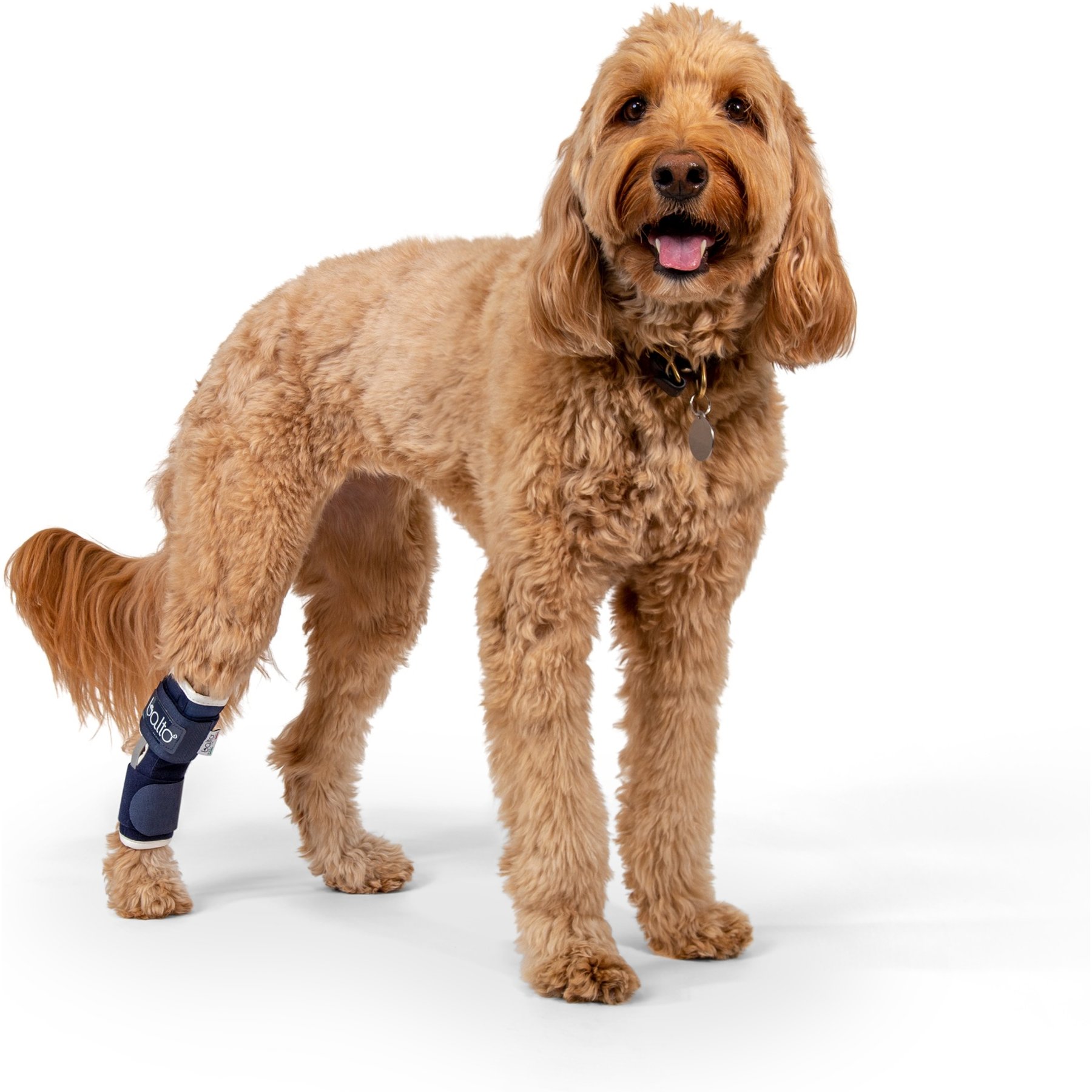 Balto Dog Hock Brace, Small