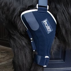 Balto Jump Dog Knee Brace, Medium- Left slide 2 of 8