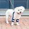 Show in main carousel: Balto Soft Plus Dog Double Elbow Brace, Small slide 8 of 10