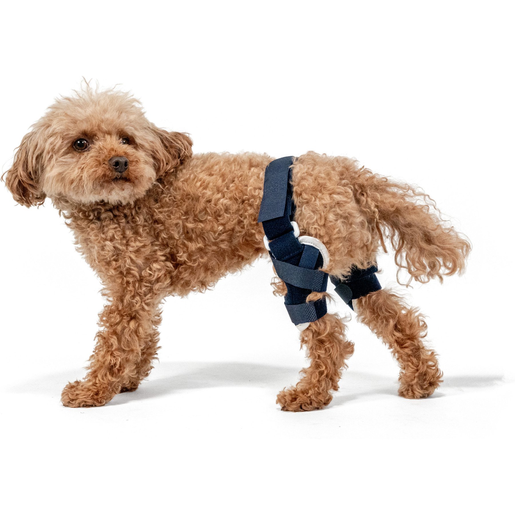 Balto Jump Dog Knee Brace, XX-Small- Left