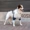 Show in main carousel: Balto Soft Plus Dog Double Elbow Brace, Small slide 9 of 10