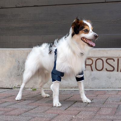 Show full view: Balto Soft Plus Dog Double Elbow Brace, Small slide 9 of 10