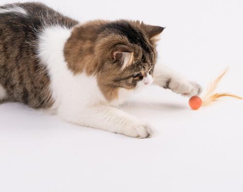 Show full view: Pidan Bouncy Balls Cat Toy, 3 count slide 5 of 6