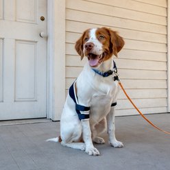 Balto Soft Dog Elbow Brace, Small- Right slide 2 of 9