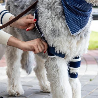 Show full view: Balto Soft Dog Elbow Brace, Large- Left slide 9 of 10