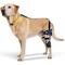 Show in main carousel: Balto Ligatek Adjustable Hinged Dog Knee Brace, Small- Left slide 1 of 9