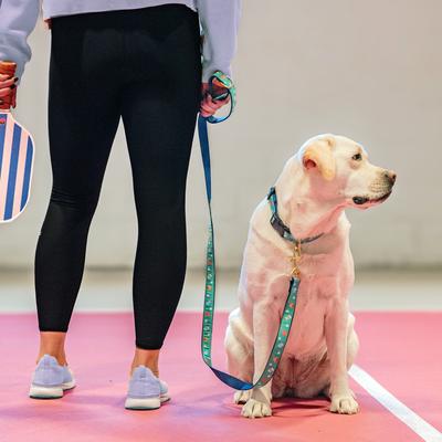 Show full view: Up Country Pickleball Nylon & Polyester Dog Collar, Green, 250 count, Small Narrow: 9 to 15-in neck, 5/8-in wide slide 2 of 2