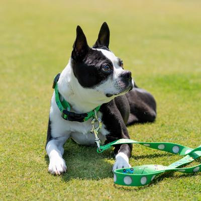 Show full view: Up Country Hole in One Nylon Dog Collar, Green, 250 count, Medium: 12 to 18-in neck, 1-in wide slide 3 of 3