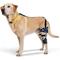 Show in main carousel: Balto Ligatek Adjustable Hinged Dog Knee Brace, Large- Left slide 1 of 9