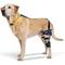 Show in main carousel: Balto Ligatek Adjustable Hinged Dog Knee Brace, Small- Right slide 1 of 9