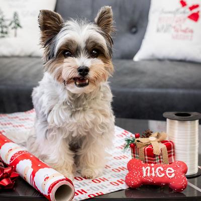 Show full view: Wufers Naughty, Nice, I Tried! Christmas Bones Cinnamon, Apple & Honey Cookie Dog Treats, 2.6-oz box, 3 count slide 7 of 11