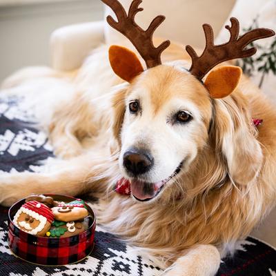 Show full view: Wufers Santa’s Silly Crew 12 Days of Christmas Fun Holiday Cinnamon, Apple & Honey Cookie Dog Treats, 12.28-oz box, 12 count slide 8 of 10