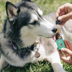 Wonder Paws Hemp Oil with Wild Salmon Oil, Calming Hemp Supplement for Dogs, 2-fl oz bottle slide 2 of 9