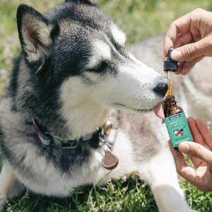 Wonder Paws Hemp Oil with Wild Salmon Oil, Calming Hemp Supplement for Dogs, 2-fl oz bottle