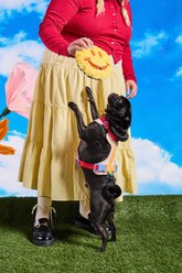 Wild One Smiley Face Plush Dog Toy slide 2 of 5