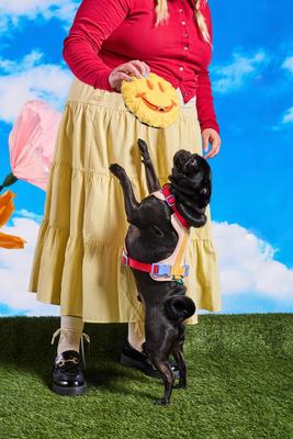 Show full view: Wild One Smiley Face Plush Dog Toy slide 5 of 5