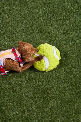 Show full view: Wild One Tennis Ball Plush Dog Toy slide 5 of 5