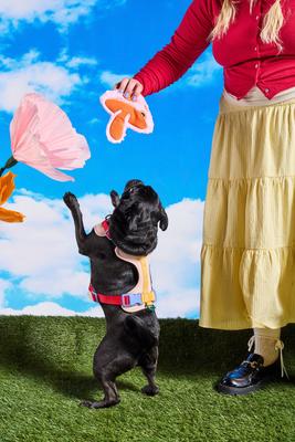 Show full view: Wild One Mushroom Plush Dog Toy slide 5 of 6