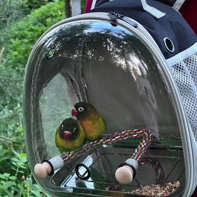 Show full view: Halinfer Clear Space Capsule Bubble Window Cockatiel Backpack Carrier with Standing Perch & Metal Tray, 2-lb bag, Black slide 6 of 7