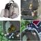 Show in main carousel: Halinfer Clear Space Capsule Bubble Window Cockatiel Backpack Carrier with Standing Perch & Metal Tray, 2-lb bag, Black slide 4 of 7