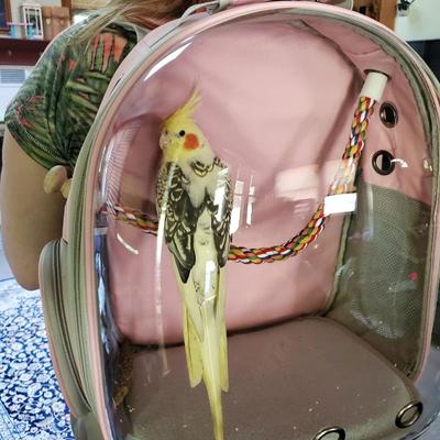 Show full view: Halinfer Clear Space Capsule Bubble Window Conure Backpack Carrier with Standing Perch & Metal Tray, 3-lb bag, Black slide 5 of 7
