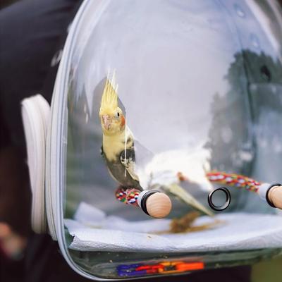 Show full view: Halinfer Clear Space Capsule Bubble Window Conure Backpack Carrier with Standing Perch & Metal Tray, 3-lb bag, Black slide 6 of 7