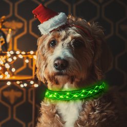 MEGAPAWS Light Up Nylon Dog Collar, Green, Small: 9 to 14-in neck, 0.79-in wide