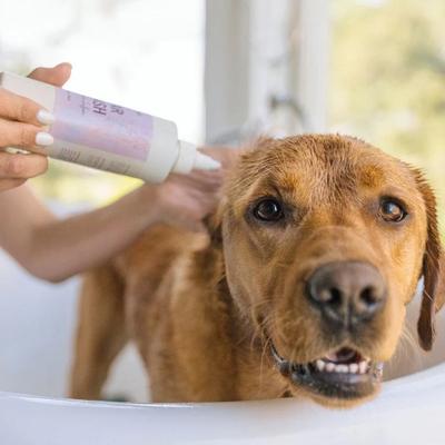 Show full view: Lanana Creek Farms Botanical Dog Ear Wash, 7.7-fl oz bottle slide 3 of 5