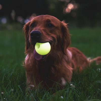 Show full view: Chew King by Mammoth Glowing Bacon Flavored Fetch Tough Chew Ball Dog Toy, Orange, 2.5-in, 2 count slide 6 of 9