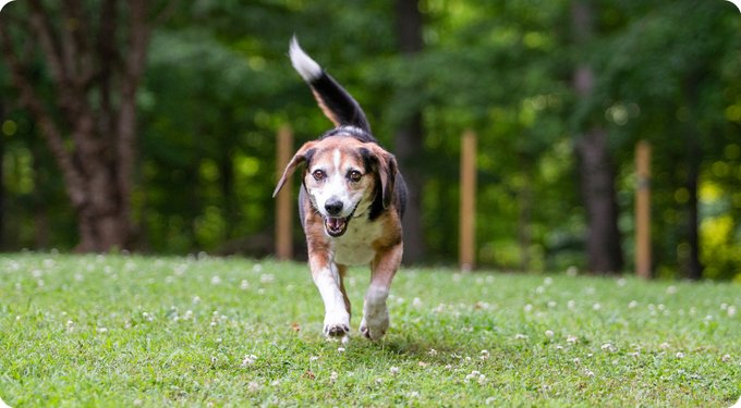 Nutramax Denamarin with S-Adenosylmethionine & Silybin Chewable Tablets Liver Supplement for Dogs