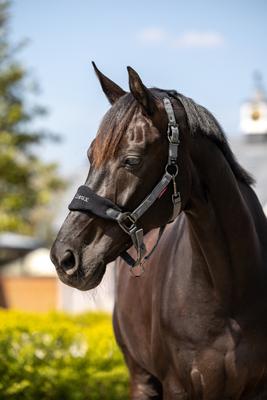Show full view: LeMieux Vogue Horse Halter & Leadrope, Black, X-Full slide 9 of 9