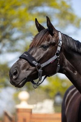 Show full view: LeMieux Vogue Horse Halter & Leadrope, Black, X-Full slide 8 of 9