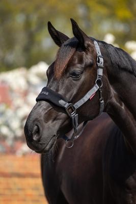 Show full view: LeMieux Vogue Horse Halter & Leadrope, Black, X-Full slide 7 of 9