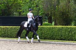 LeMieux Suede Dressage Square Horse Saddle Pad, White, Large slide 2 of 3