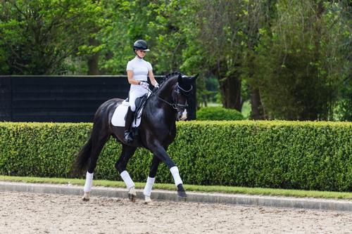 Show full view: LeMieux Suede Dressage Square Horse Saddle Pad, White, X-Large slide 3 of 3