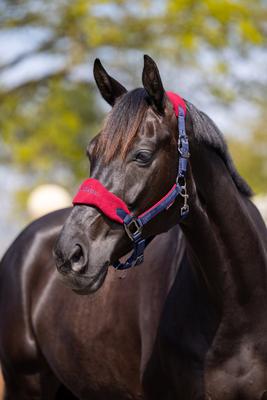 Show full view: LeMieux Vogue Horse Halter & Leadrope, Burgundy, Pony slide 8 of 8