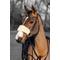 Show in main carousel: LeMieux Simuwool Horse Noseband Cover, Natural slide 2 of 2