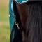 Show in main carousel: WeatherBeeta ComFiTec Classic Standard Neck 220G Horse Turnout, Forest Green/Black, 66-in slide 7 of 9