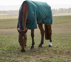 WeatherBeeta ComFiTec Classic Standard Neck 220G Horse Turnout, Forest Green/Black, 75-in