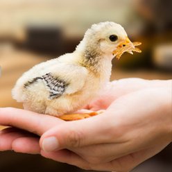 LuckyQworms Dried Mealworms Chicken Bird & Fish Treats, 11-lb bag slide 2 of 4