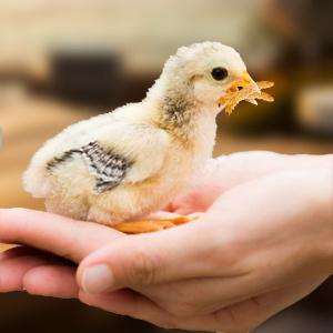 Show full view: LuckyQworms Dried Mealworms Chicken Bird & Fish Treats, 11-lb bag slide 3 of 4