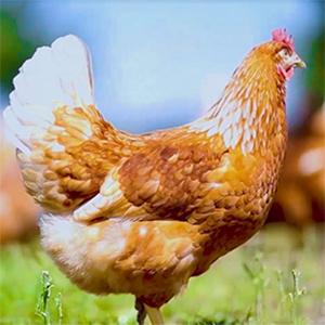 Show full view: LuckyQworms Dried Mealworms Chicken Bird & Fish Treats, 11-lb bag slide 4 of 4