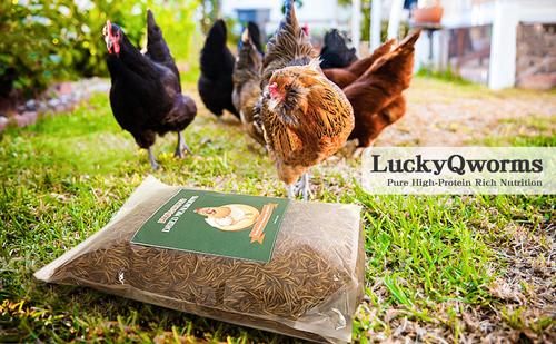 Show full view: LuckyQworms Dried Mealworms Chicken Bird & Fish Treats, 5-lb bag slide 5 of 5