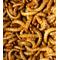 Show in main carousel: LuckyQworms Dried Mealworms Chicken Bird & Fish Treats, 1-lb bag slide 5 of 5