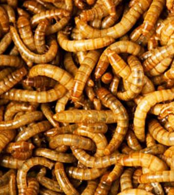 Show full view: LuckyQworms Dried Mealworms Chicken Bird & Fish Treats, 1-lb bag slide 5 of 5